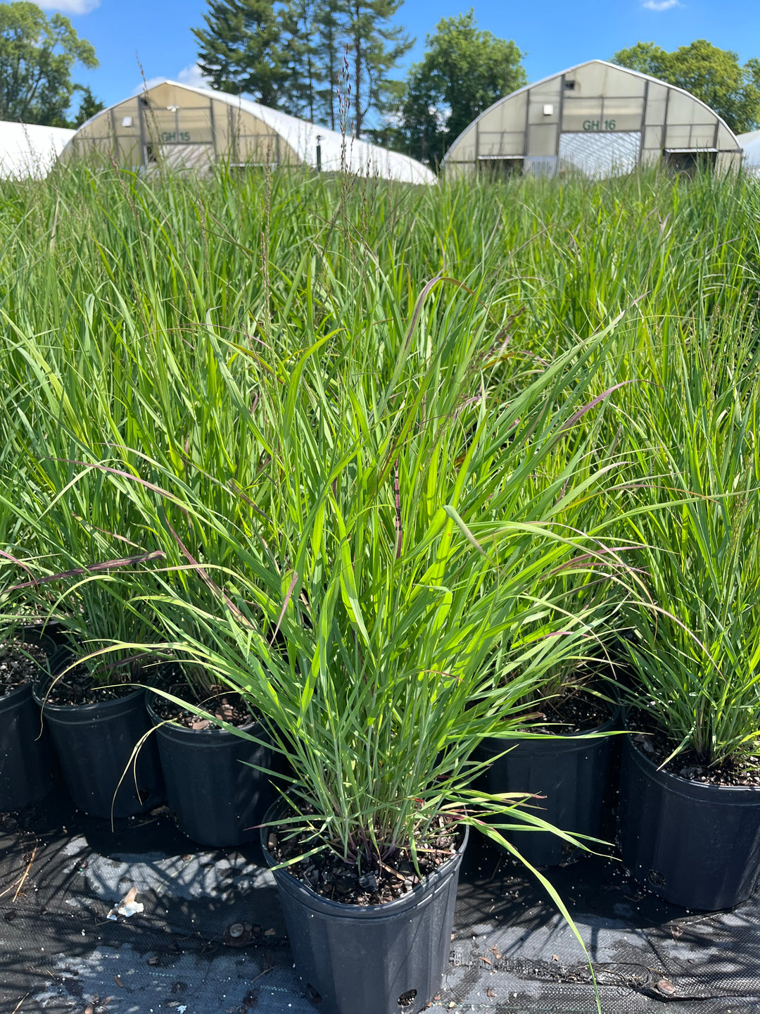 Panicum virgatum 'Shenandoah' (Red Switchgrass)