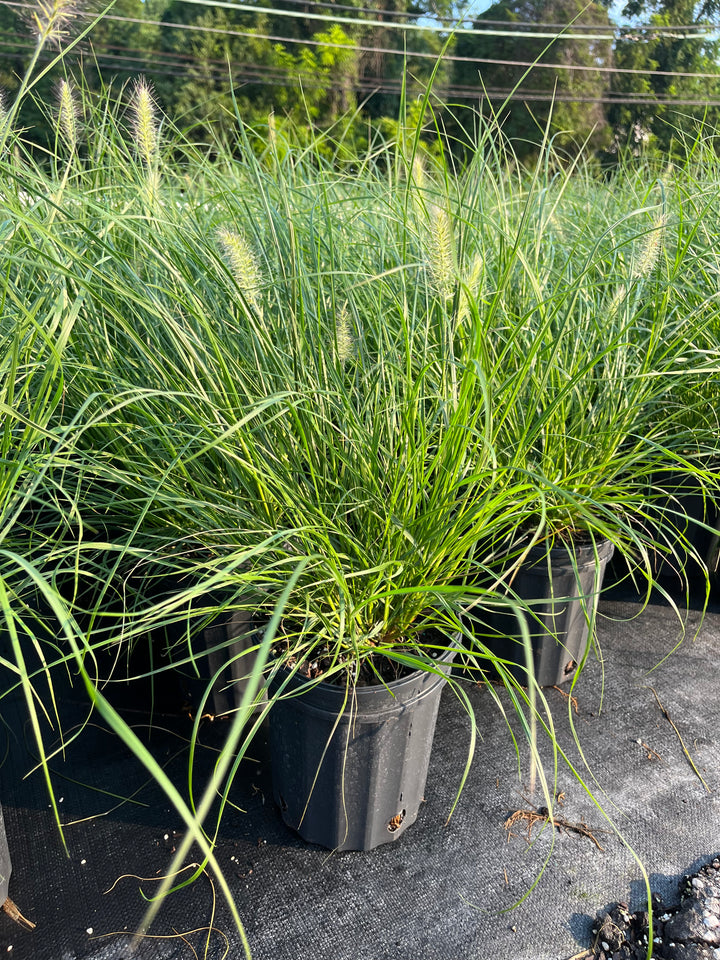 Pennisetum alopecuroides 'Hameln' (Dwarf Fountain Grass)