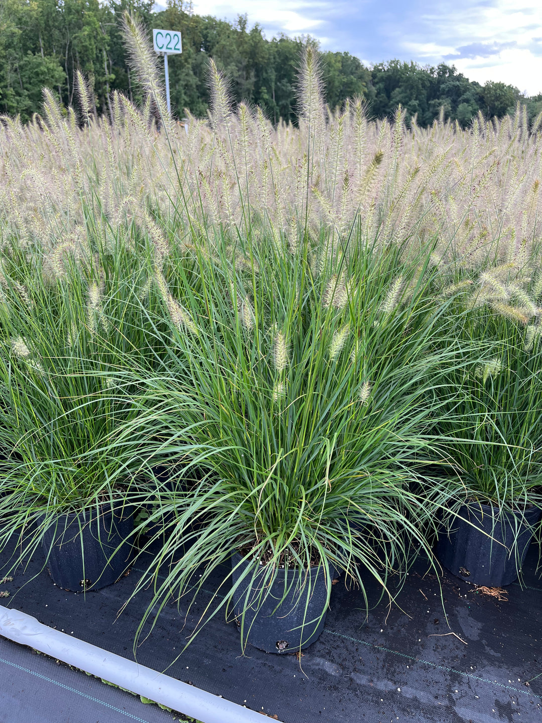 Pennisetum alopecuroides 'Hameln' (Dwarf Fountain Grass)