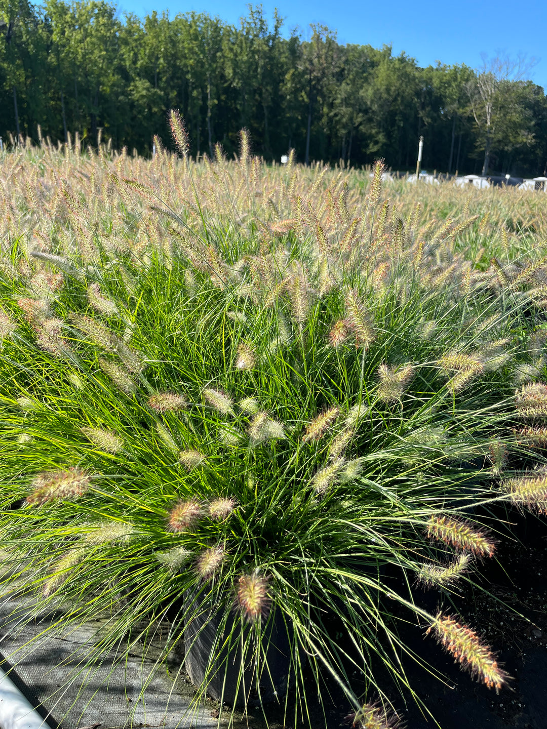 Pennisetum alopecuroides 'Hameln' (Dwarf Fountain Grass)