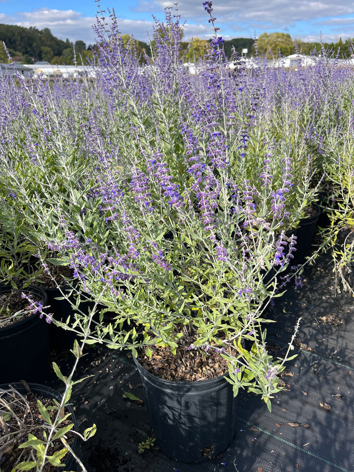 Perovskia atriplicifolia 'Little Spire' (Dwarf Russian Sage) (Syn. Salvia yangii)