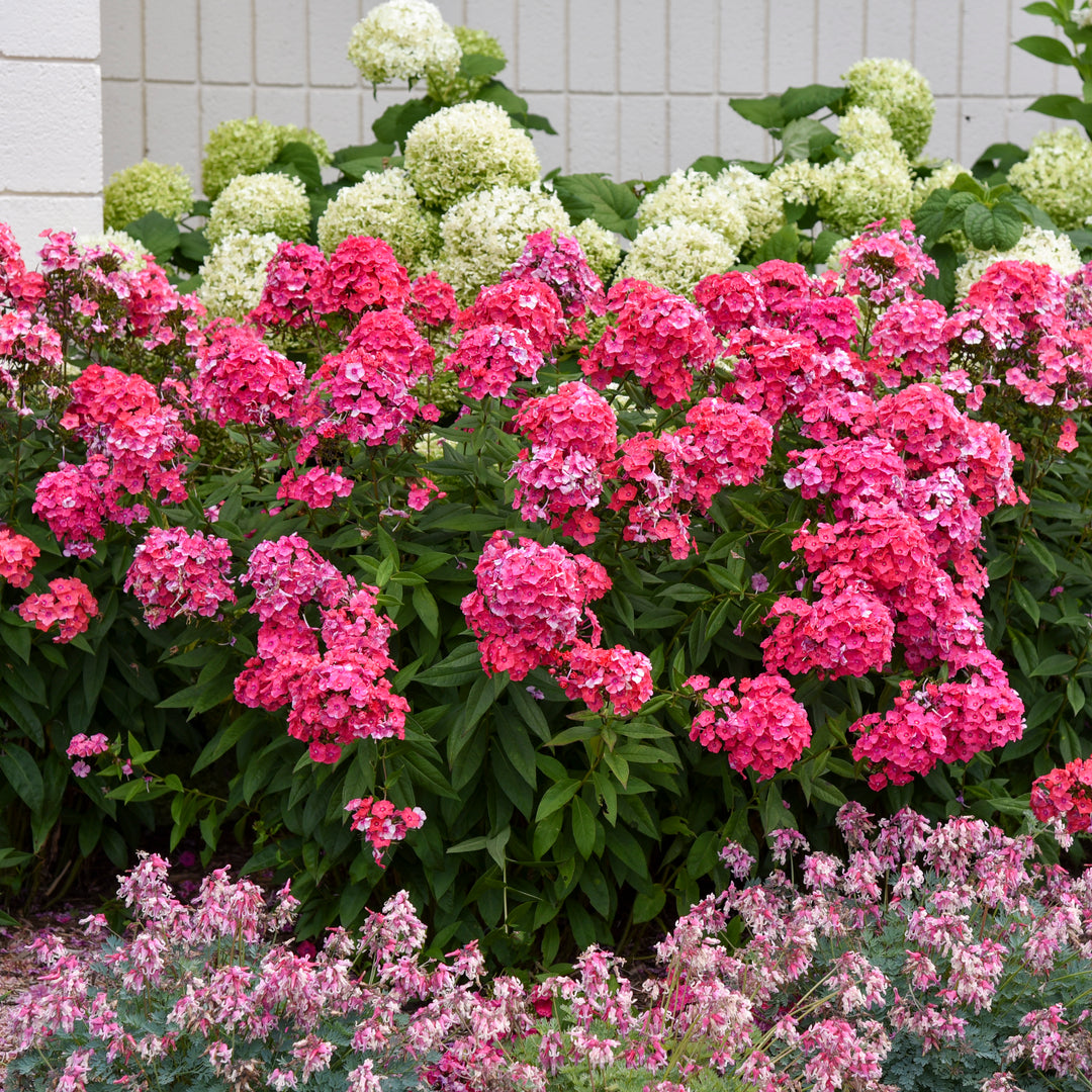 Phlox paniculata Garden Girls® 'Glamour Girl' (Summer Phlox)