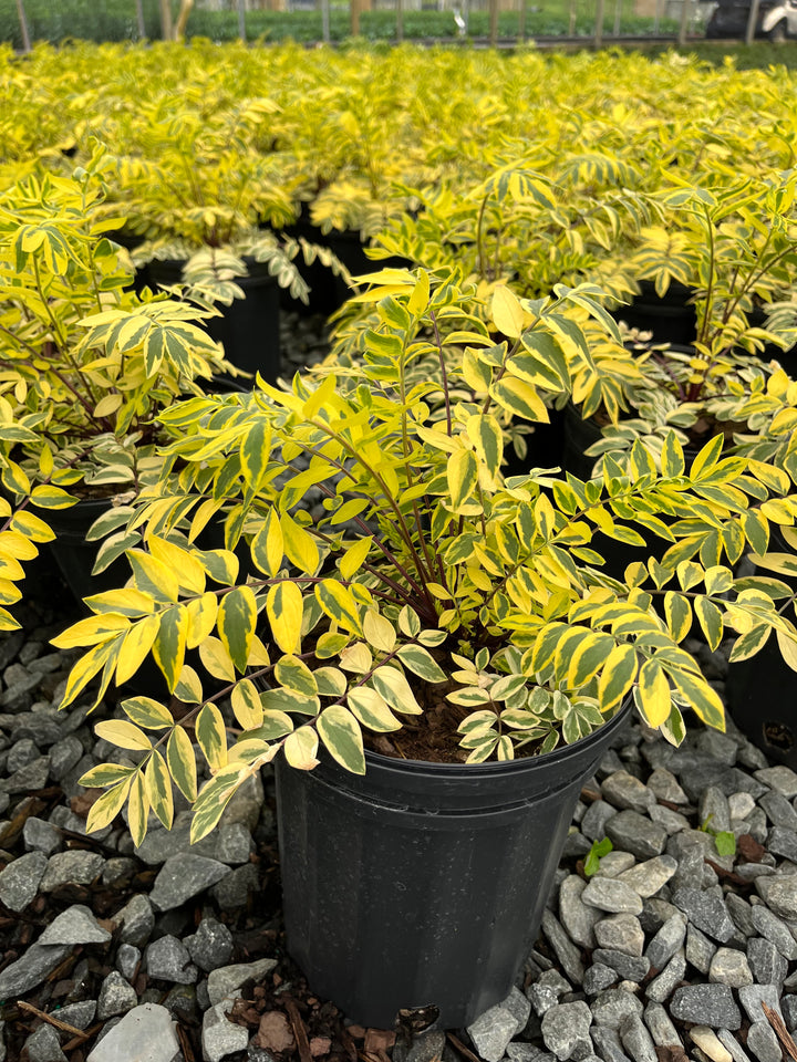 Polemonium ‘Golden Feathers’ (Jacob's Ladder)