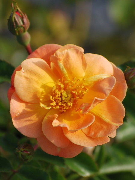 Rosa Flower Carpet® Amber (Groundcover Rose)