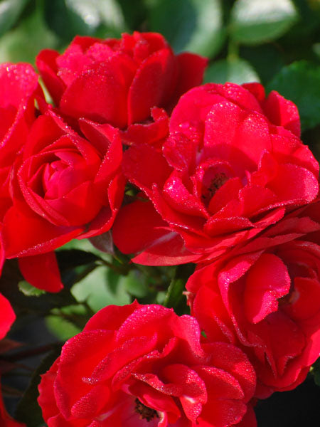 Rosa Flower Carpet® Scarlet (Groundcover Rose)