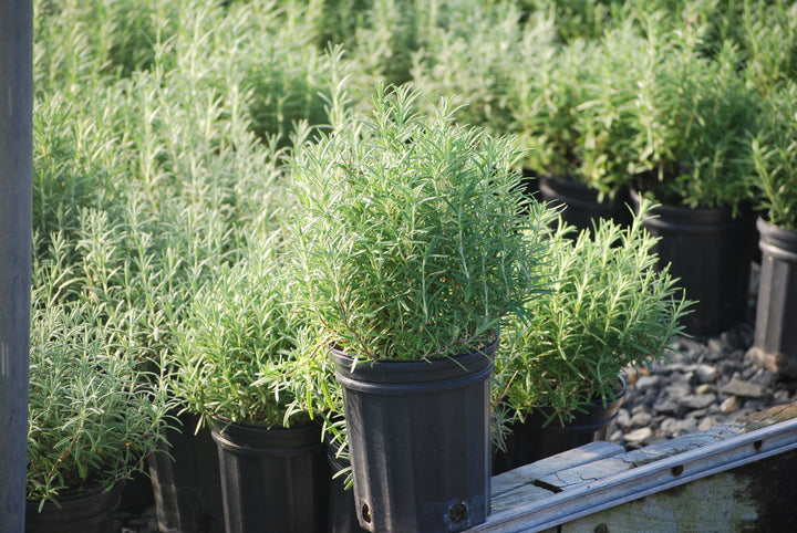 Rosmarinus officinalis 'Arp' (Hardy Rosemary)