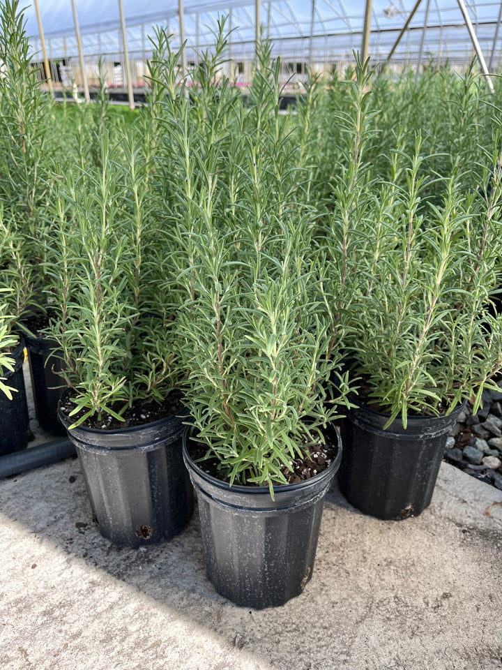 Rosmarinus officinalis 'Arp' (Hardy Rosemary)