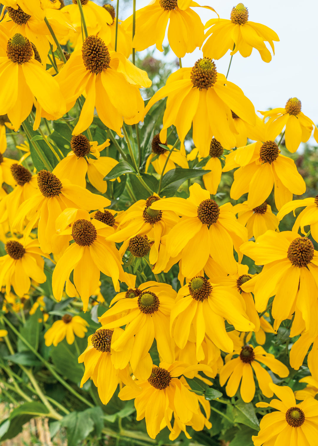 Rudbeckia laciniata (Cutleaf Coneflower)