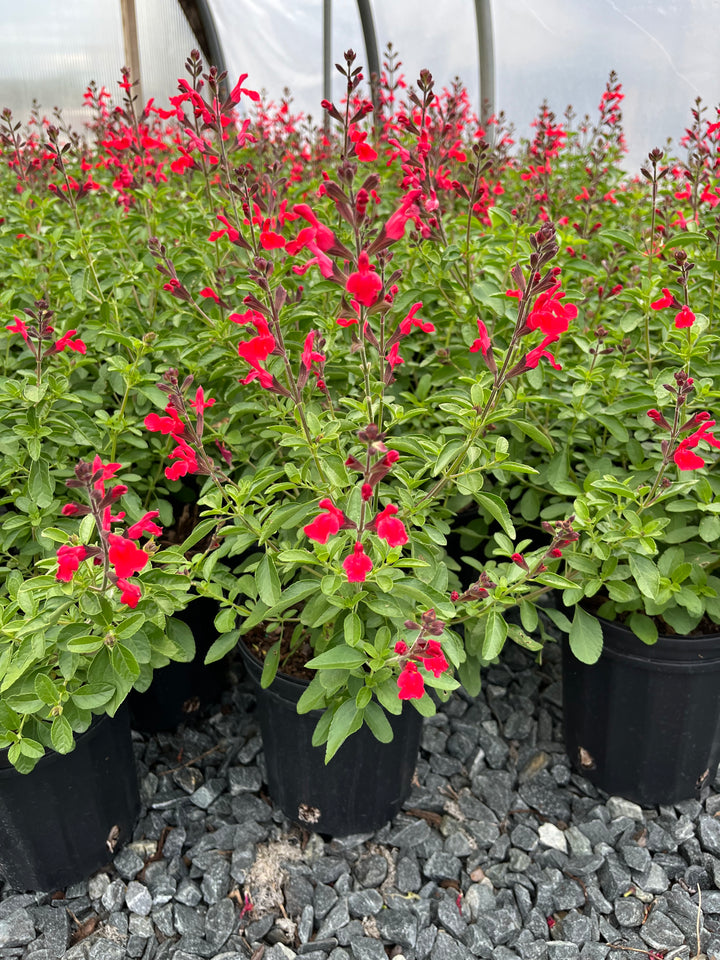 Salvia greggii Arctic Blaze® Red (Autumn Sage)