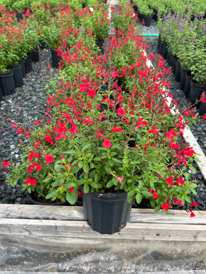 Salvia greggii Arctic Blaze® Red (Autumn Sage)