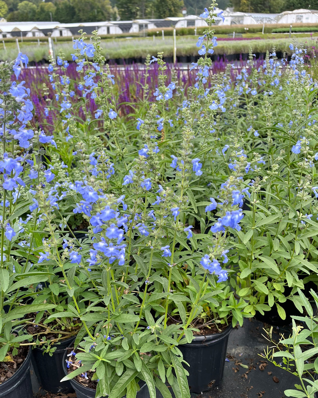 Salvia azurea (Blue Sage/Pitcher sage)