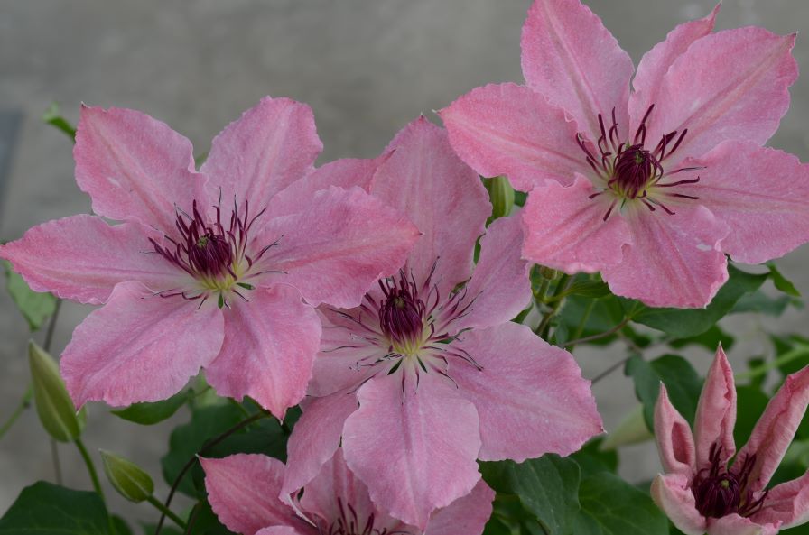 Clematis Boulevard® Sarah Elizabeth™ (Clematis Hybrid)