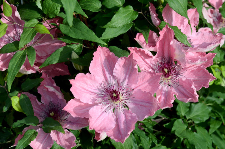 Clematis Boulevard® Sarah Elizabeth™ (Clematis Hybrid)