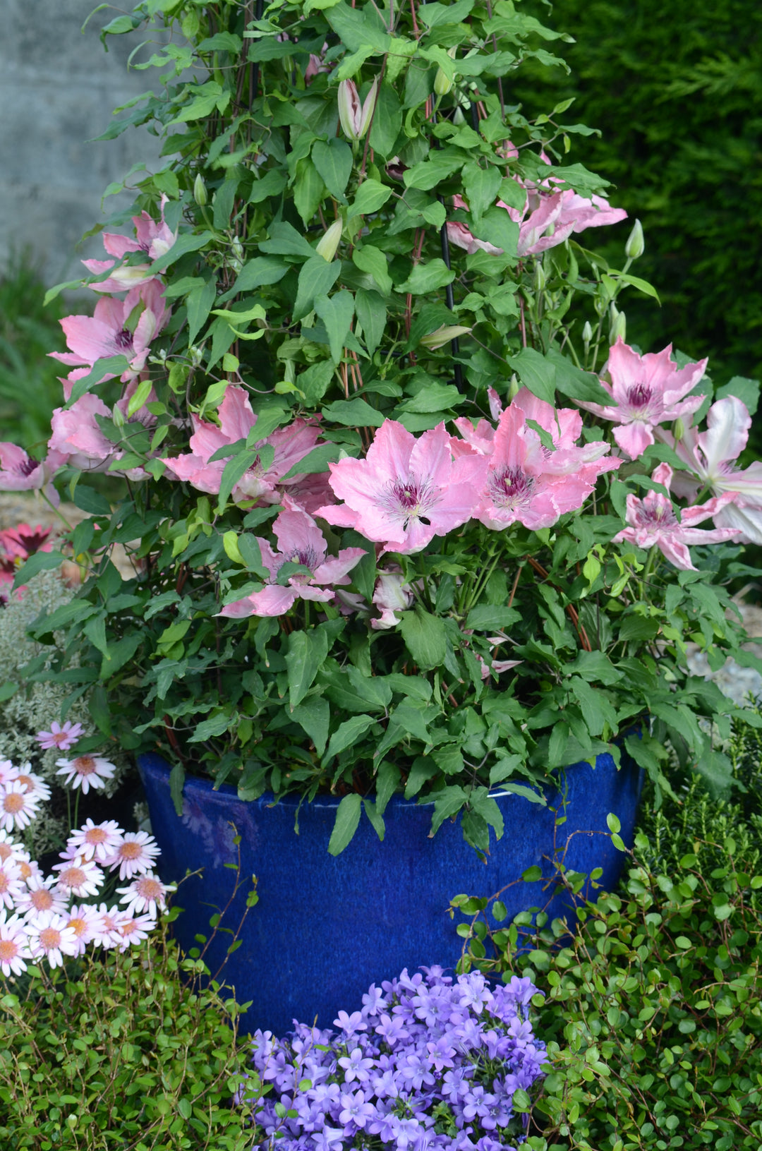 Clematis Boulevard® Sarah Elizabeth™ (Clematis Hybrid)