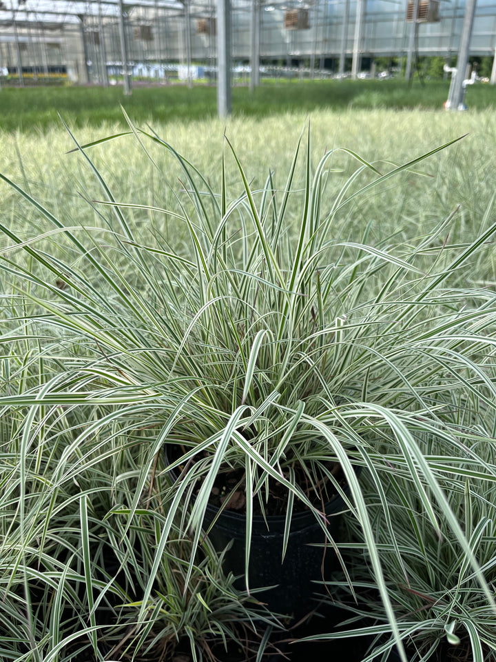 Schizachyrium s. 'Chameleon' (Little Bluestem)