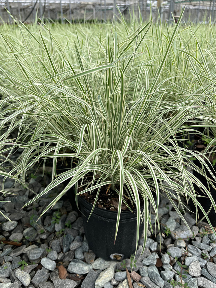 Schizachyrium s. 'Chameleon' (Little Bluestem)