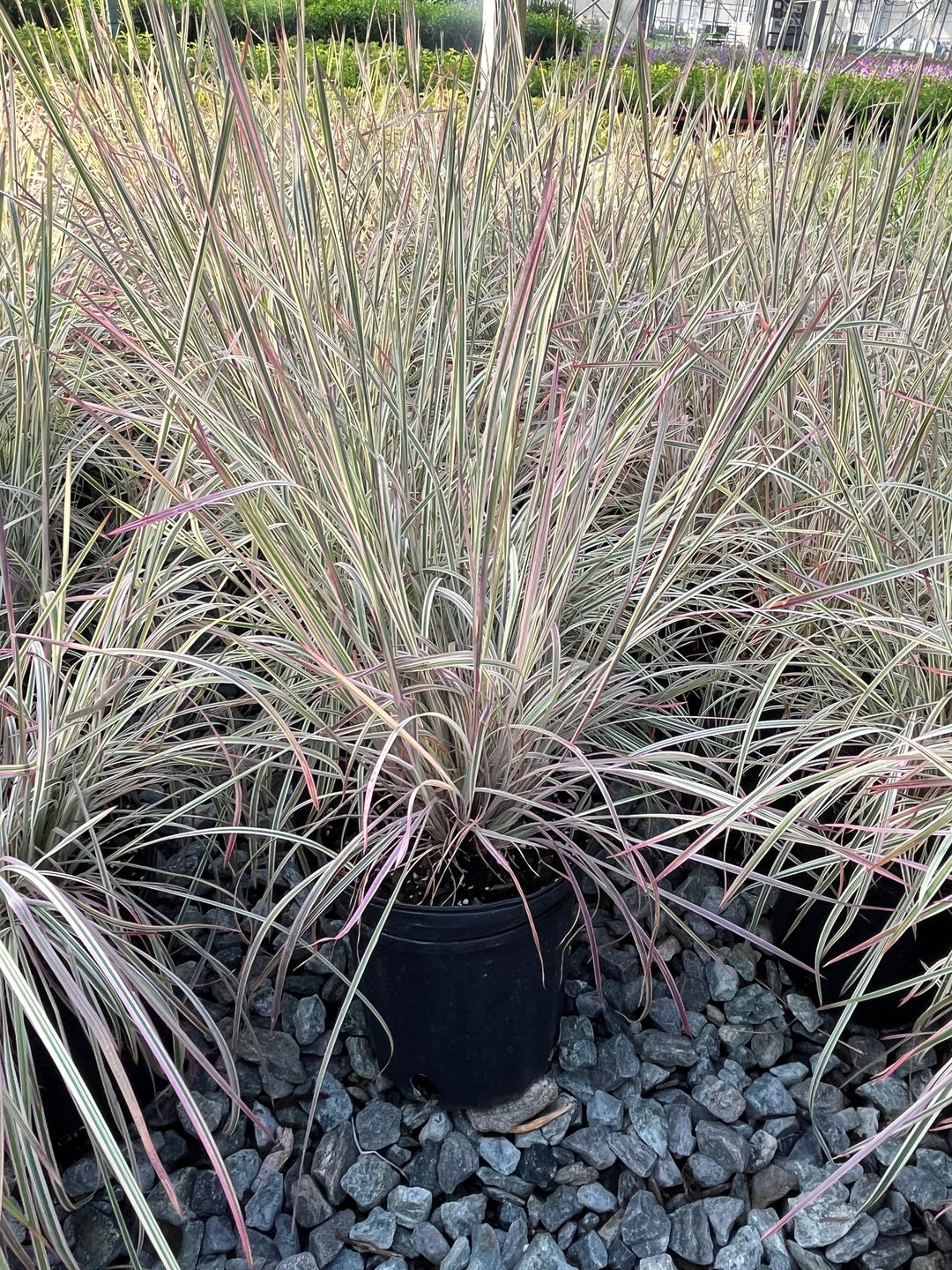 Schizachyrium s. 'Chameleon' (Little Bluestem)