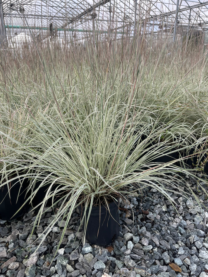 Schizachyrium s. 'Chameleon' (Little Bluestem)