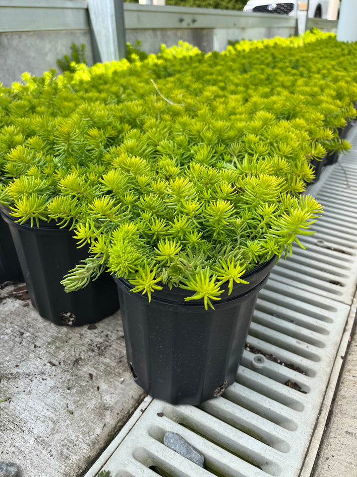 Sedum r. ‘Prima Angelina’ (Stonecrop)