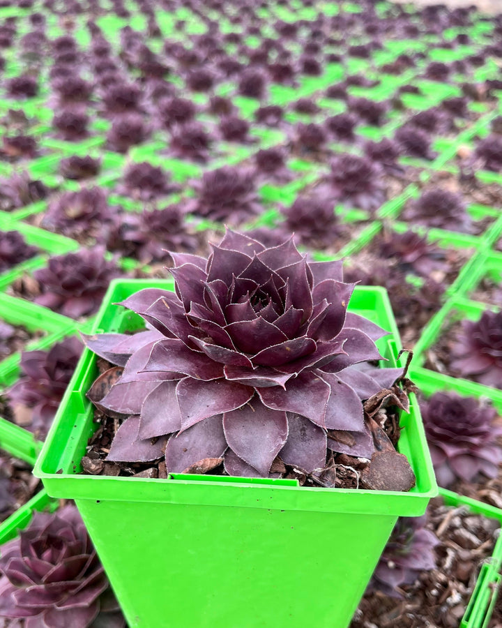 Sempervivum SuperSemps® Onyx (Hens and Chicks)