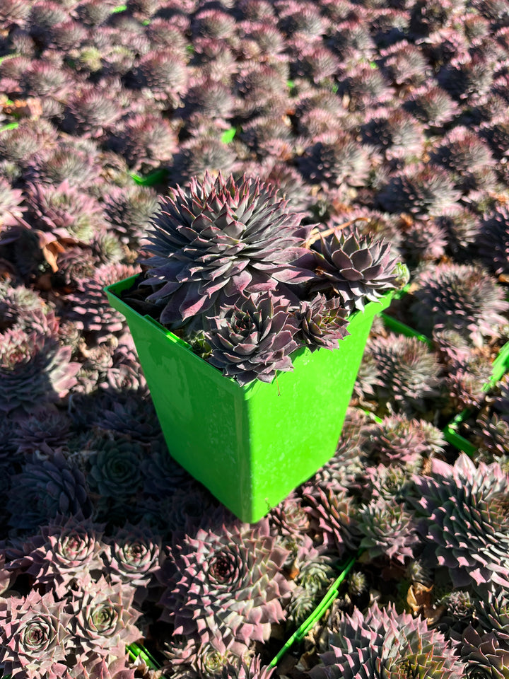 Sempervivum ‘Virgil’ (Hens and Chicks)