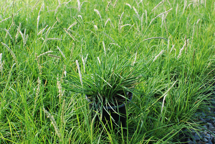 Seslaria autumnalis (Autumn Moor Grass)