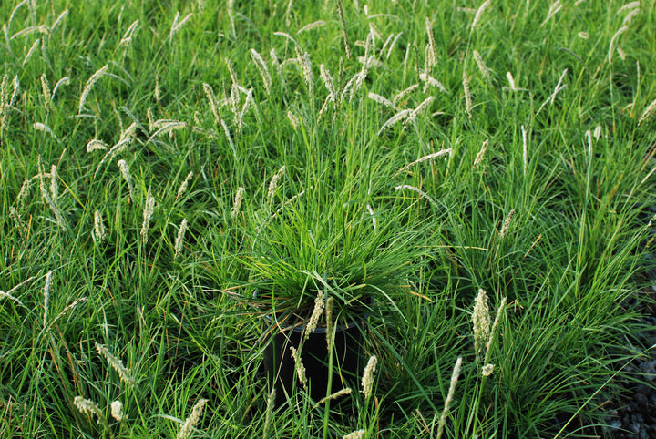 Seslaria autumnalis (Autumn Moor Grass)