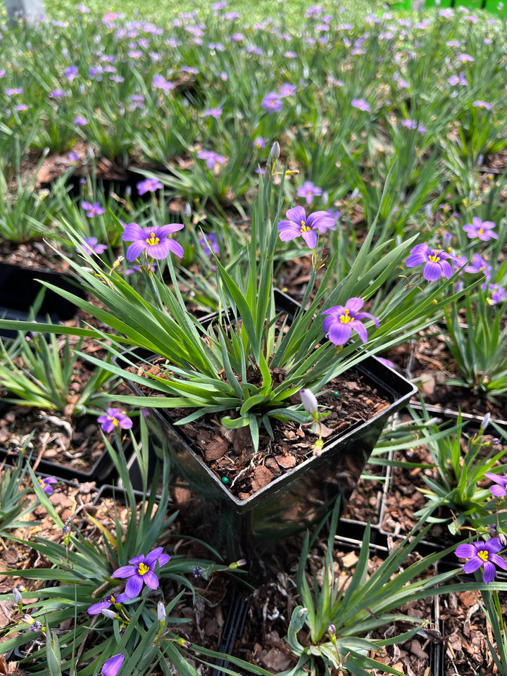 Sisyrinchium angustifolium 'Lucerne' (Blue-Eyed Grass)