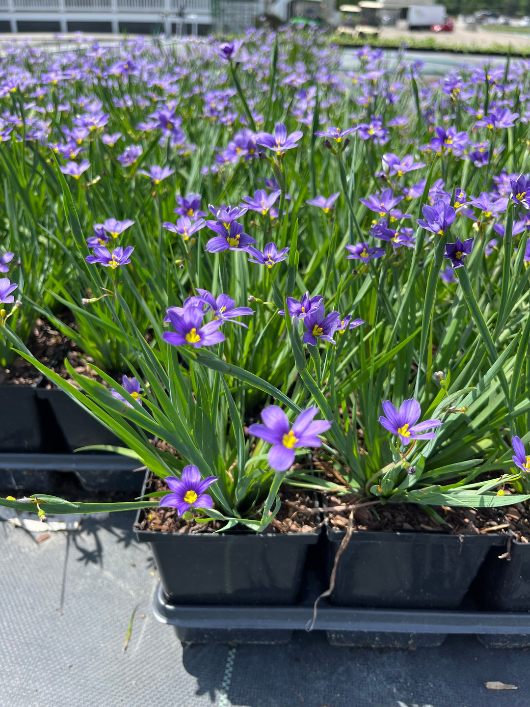 Sisyrinchium angustifolium 'Lucerne' (Blue-Eyed Grass)