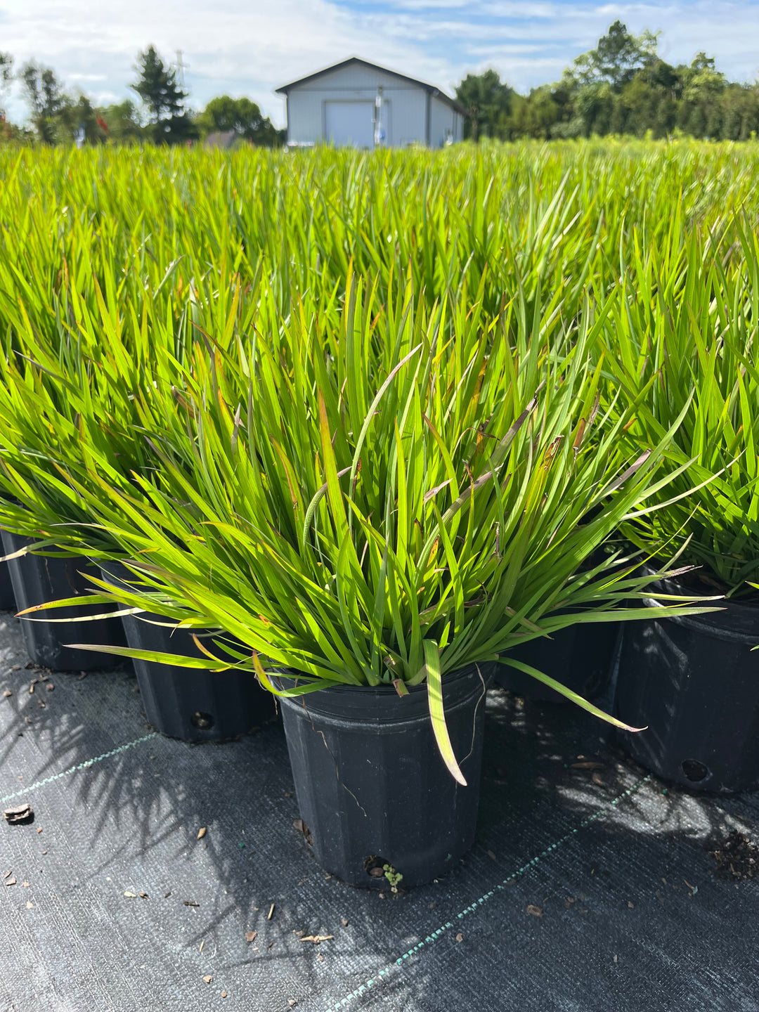 Sisyrinchium a. ‘Suwannee’ (Blue-eyed grass)