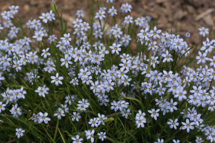 Sisyrinchium a. ‘Suwannee’ (Blue-eyed grass)