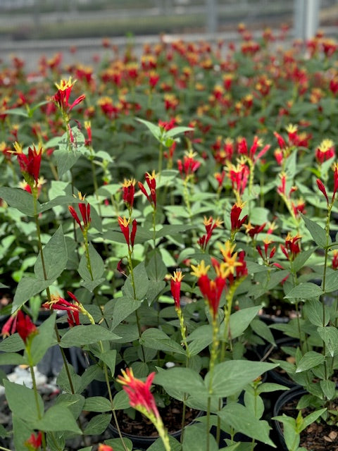 Spigelia marylandica ‘Little Redhead’ (Indian Pink)