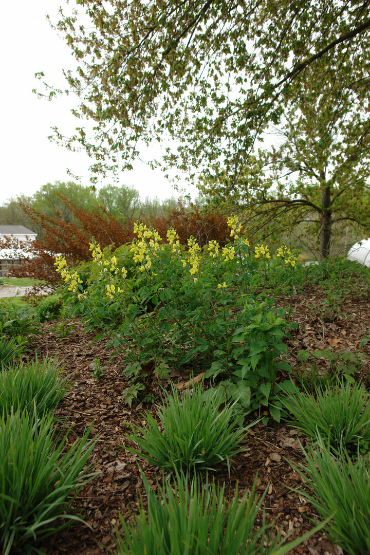 Thermopsis villosa (Carolina Lupine)