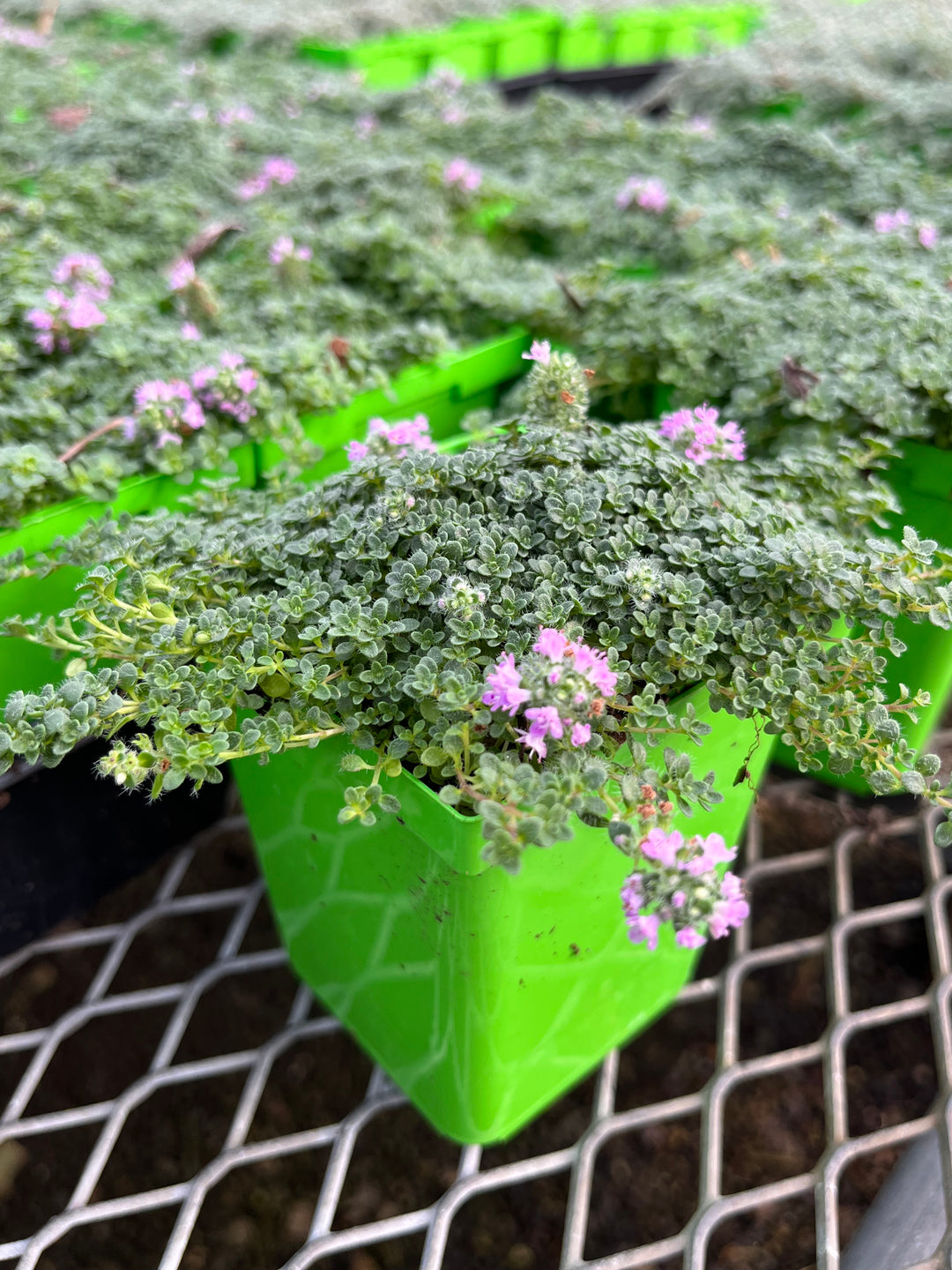 Thymus serpyllum 'Elfin' (Elfin Thyme)