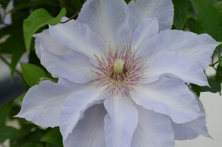 Clematis Boulevard® Tranquilité™ (Clematis Hybrid)