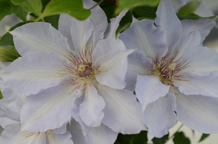 Clematis Boulevard® Tranquilité™ (Clematis Hybrid)