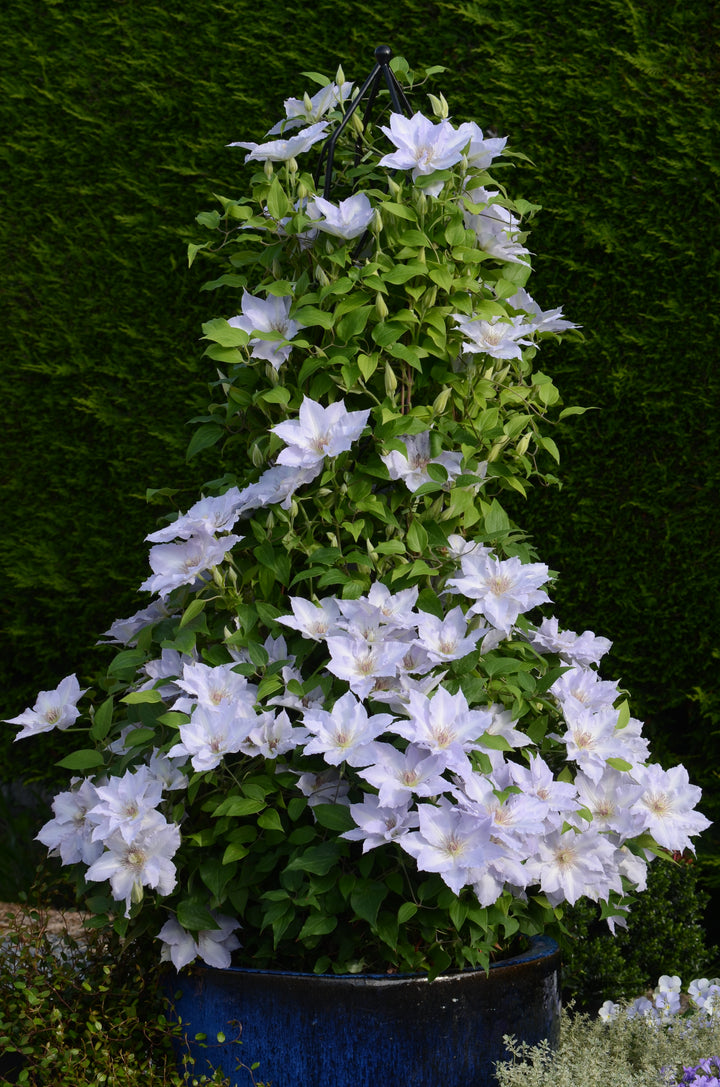 Clematis Boulevard® Tranquilité™ (Clematis Hybrid)