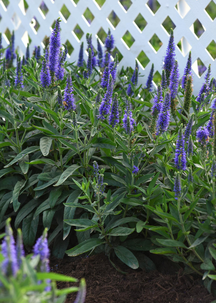 Veronica longifolia Skyward™ Blue (Long-leafed Speedwell)