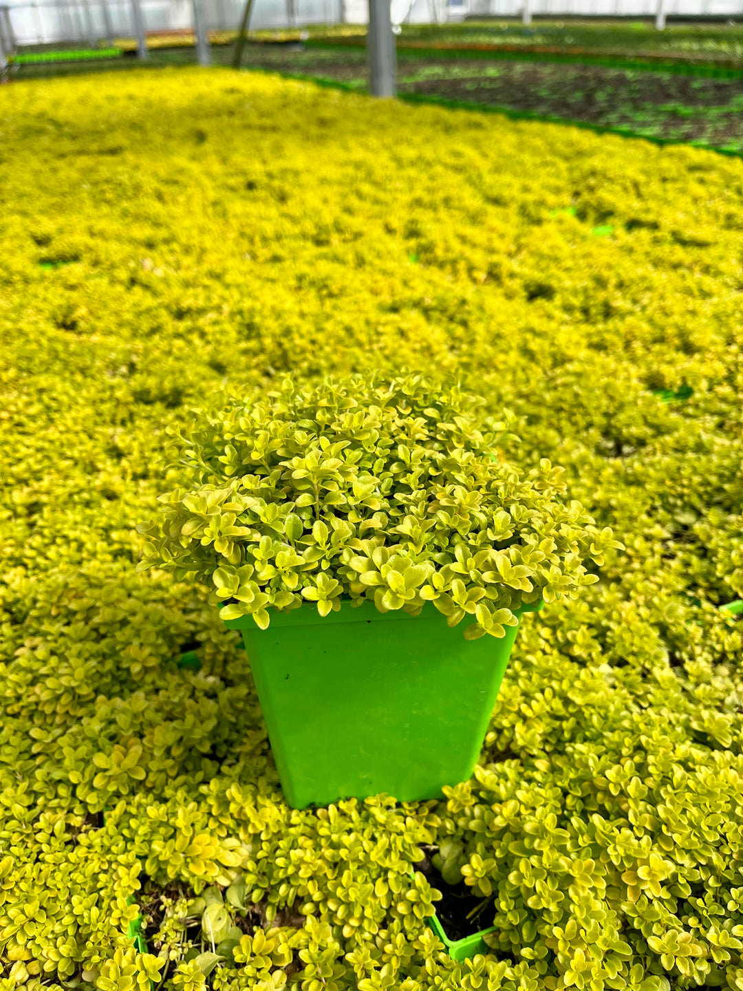 Veronica repens 'Sunshine' (Golden Creeping Speedwell)