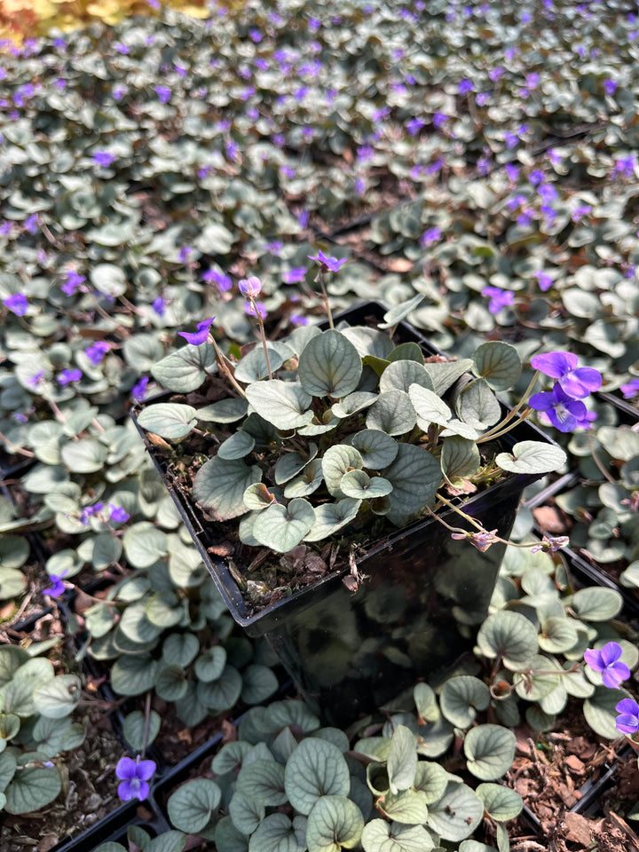 Viola walteri 'Silver Gem' (Prostrate Blue Violet)