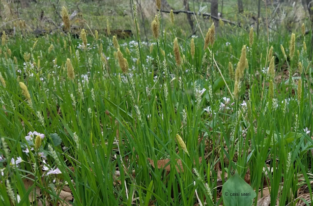 Carex woodii (Wood’s Sedge)