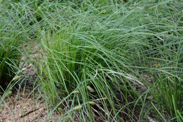 Carex woodii (Wood’s Sedge)