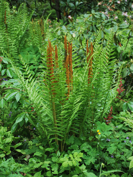 Osmunda cinnamomea (Cinnamon Fern)