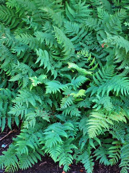 Dryopteris marginalis (Evergreen Wood Fern)