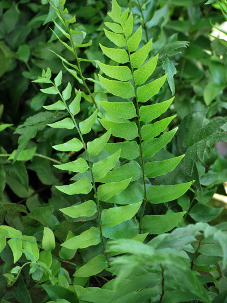 Cyrtomium fortunei (Fortune's Hardy Holly Fern)