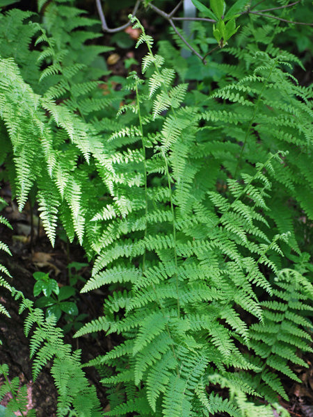 Dennstaedtia punctilobata (Hayscented Fern)