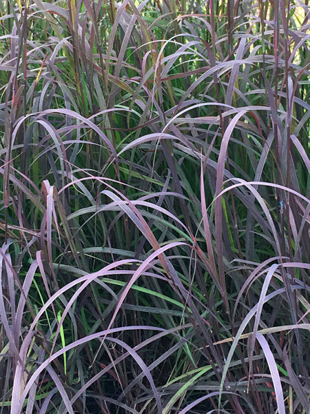 Andropogon g. 'Blackhawks' (Big Bluestem)