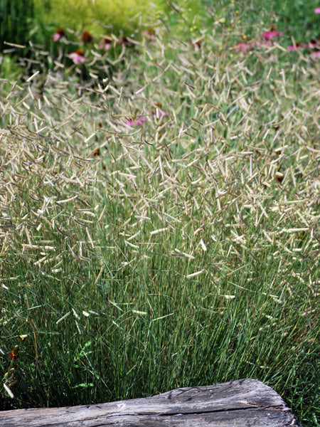 Bouteloua gracilis 'Blonde Ambition' (Blue Grama)