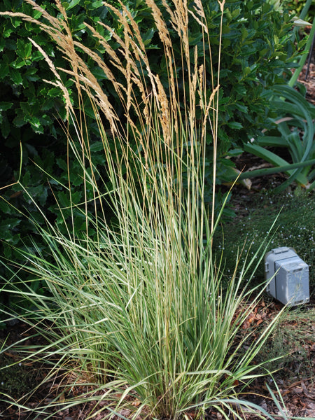 Calamagrostis x acutiflora 'Overdam' (Feather Reed Grass)