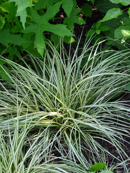 Carex oshimensis Evercolor® Everillo (Variegated Japanese Sedge)